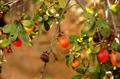 Diospyros austroafricana